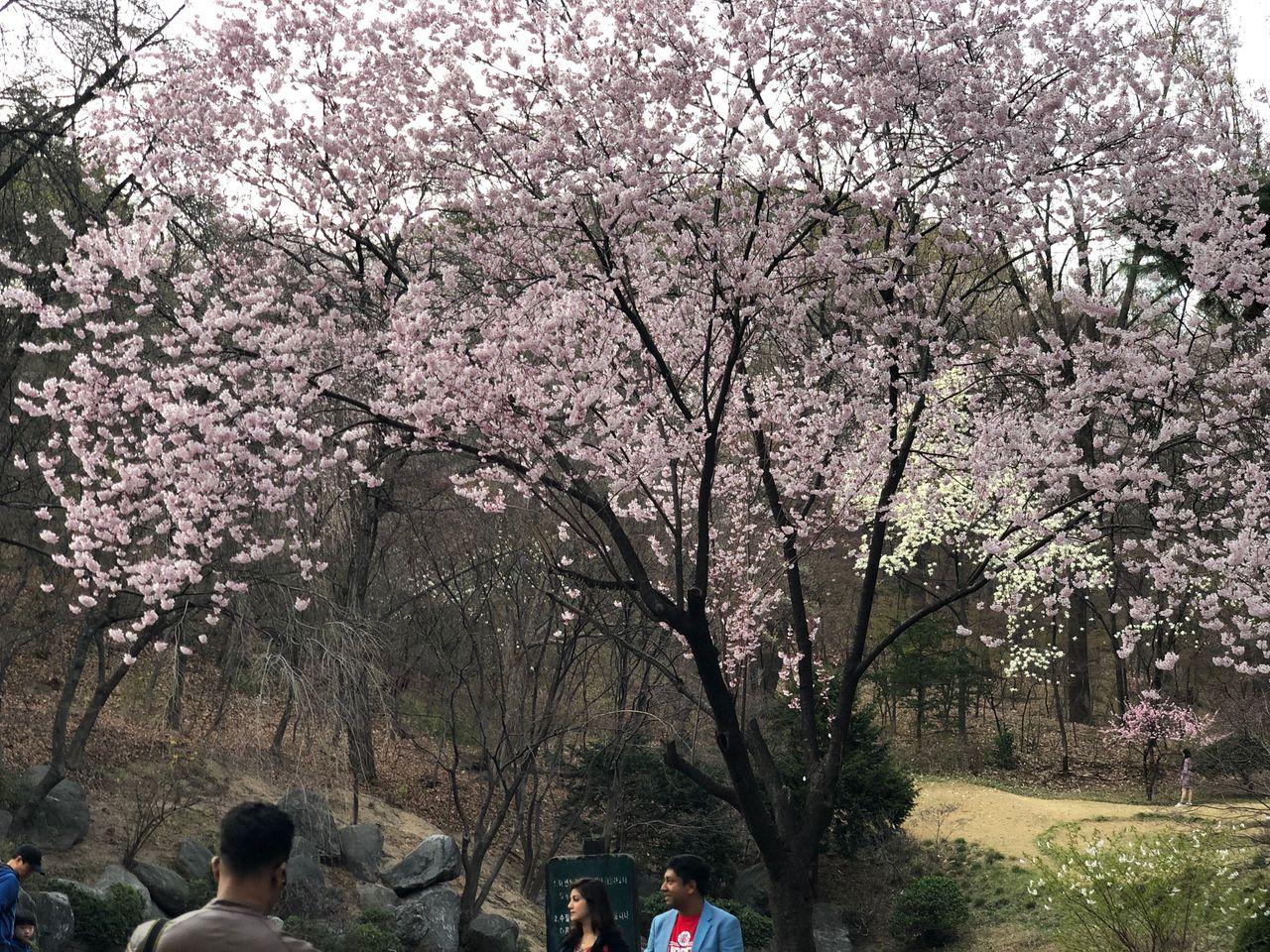 Take a walk on Kyung Hee campus with European architecture and cherry blossoms